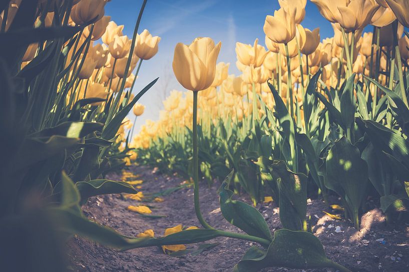 Gelbe Tulpen in einem Blumenzwiebelfeld von Fotografiecor .nl