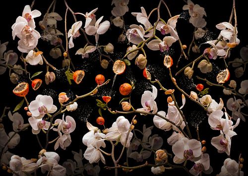 Orchidea grenadilla
