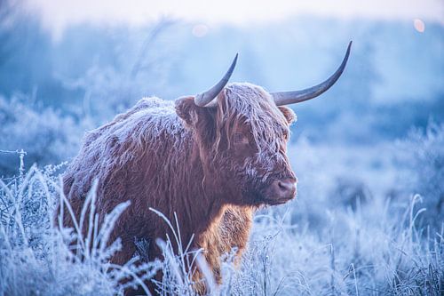 Schotse hooglander in de kou.