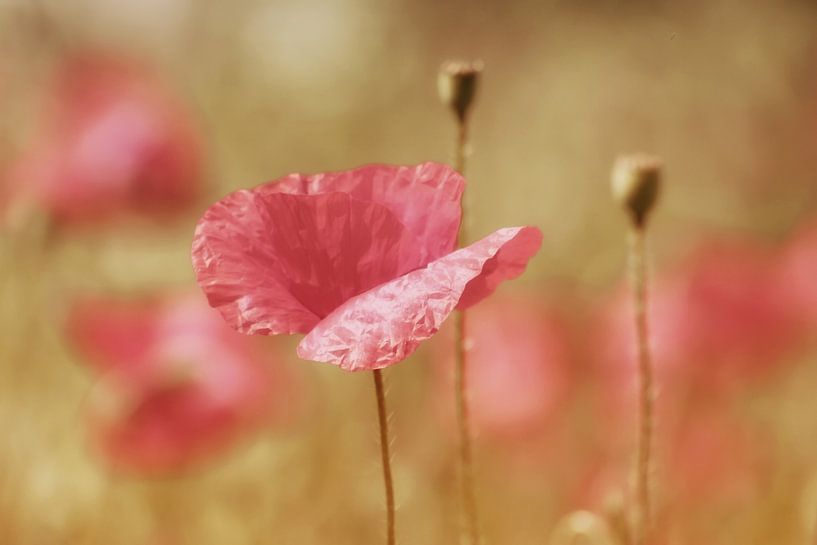Summertime / Zomertijd van Yvonne Blokland