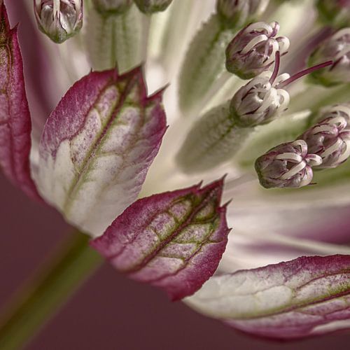 Vierkant met een stukje Zeeuws knoopje