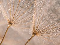 Natural pastel-colored fluff carries the water droplets