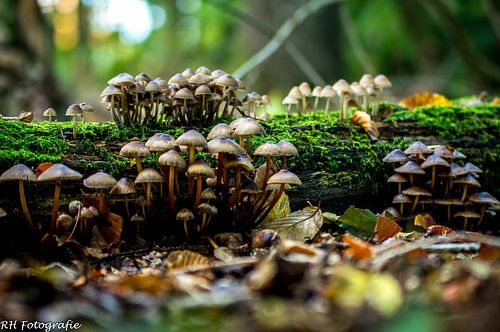 Mushrooms on moss growing on a tree trunk.