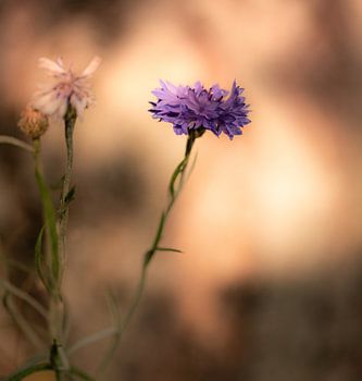 Kornblume im Abendlicht