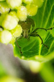 Kiekeboe sur Johan Slagers