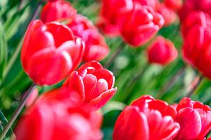 Blühende rote und rosa Tulpen während eines schönen Frühlingstages
