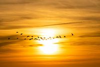 Naar de zon!