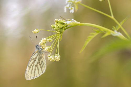Orange tip by Moetwil en van Dijk - Fotografie