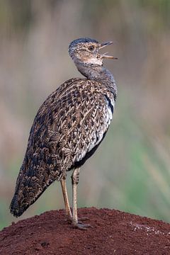 De Statige Korhaan op de Savanne