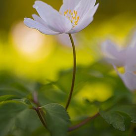 De bosanemoon (Anemone nemorosa) van Lisa Antoinette Photography