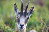 Chamois (Rupicapra rupicapra) Vosges, France by Frank Fichtmüller thumbnail