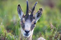 Chamois (Rupicapra rupicapra) Vosges, France