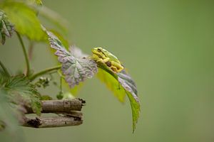 Tree frog by Steffie van der Putten