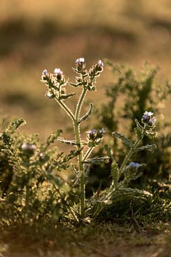 lila Blumen mit untergehender Sonne | botanische Kunst