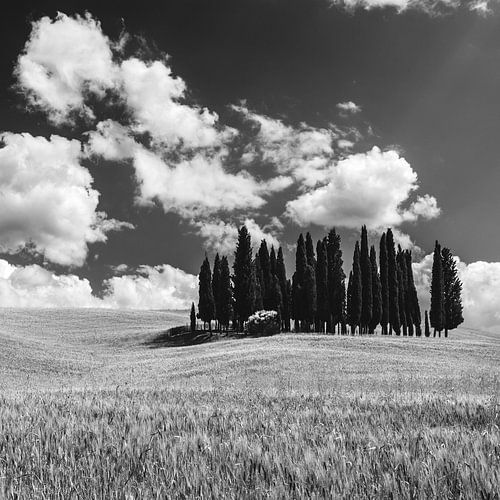 Cirkel van Cipressen in Torrenieri, Toscane, Italië