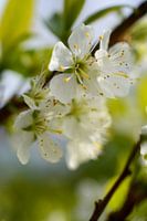 Apple blossom