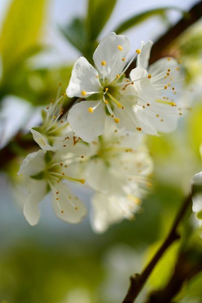 Apple blossom by Bettina Schnittert
