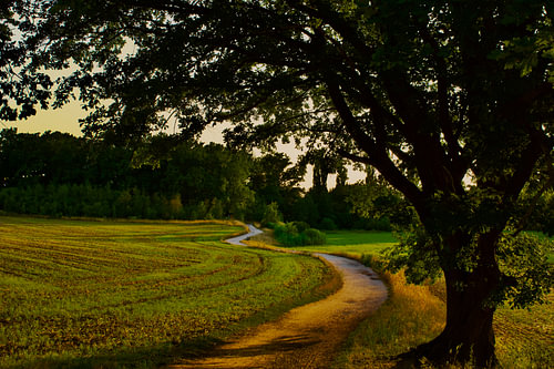 Paysage