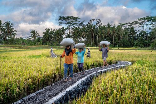 Rijst oogsten, handwerk op Bali