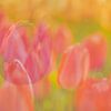 Peinture avec des tulipes colorées sur Andy Luberti