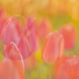 Peinture avec des tulipes colorées sur Andy Luberti
