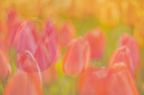 Schilderij met kleurrijke tulpen van Andy Luberti