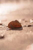 Sea Shell