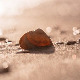 Sea Shell by Michelle Rook