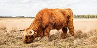 Schotse hooglander grazend van hoog gras van MICHEL WETTSTEIN thumbnail