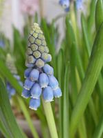 Blauw druifje
