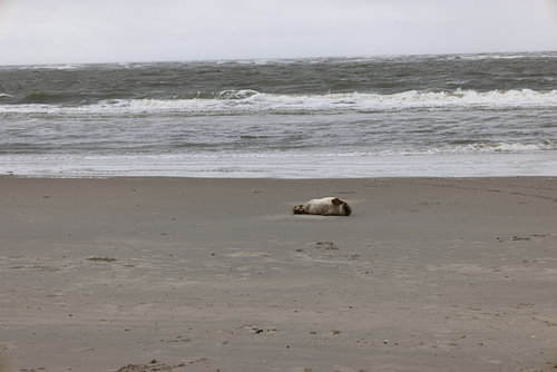Foto's van een grijze zeehond op het strand van Langeoog.