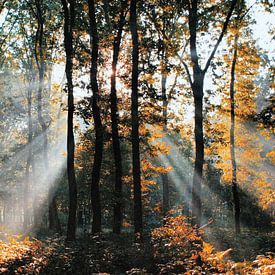 Sunbeams through the forest 'Hoekelumse bos' (Ede, Netherlands) von Ben Nijenhuis