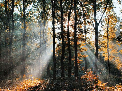 Rayons de soleil dans la forêt de Hoekelum (Ede, Pays-Bas)