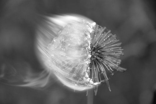 Tempus Fugit: Der Moment des Vergehens