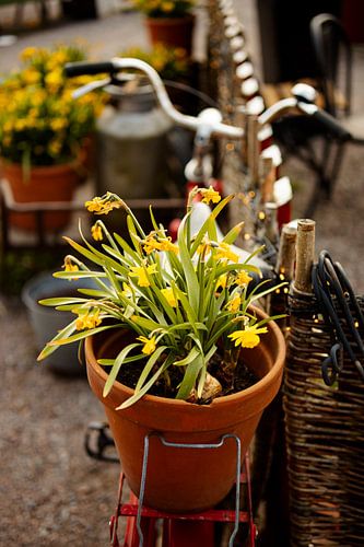 Yellow Spring Flowers on Vintage Bike — Terracotta Pot