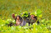 Nijlpaard playing hide and seek by Lilian Heijmans thumbnail