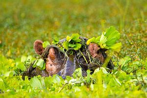 Nijlpaard playing hide and seek von Lilian Heijmans