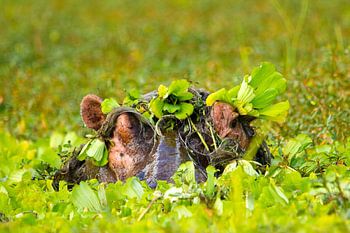 Nijlpaard playing hide and seek