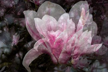 Magnolia, roze bloesem, bijvoorbeeld als acrylprint, metal, aluminium of artFrame van Josine Claasen