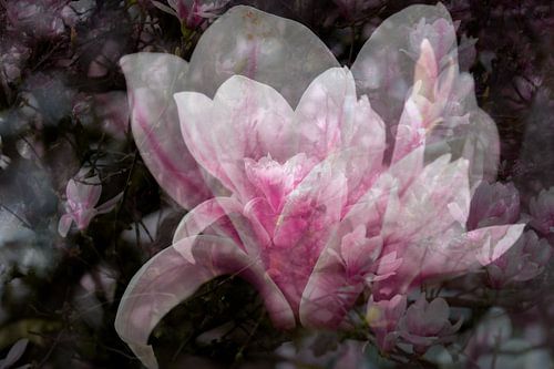Magnolia, roze bloesem, bijvoorbeeld als acrylprint, metal, aluminium of artFrame