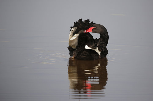 Schwarzer Schwan