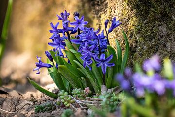 Blauwe Ster Hyacint