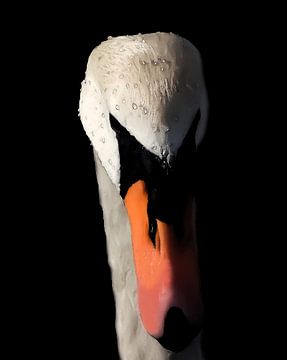 Swan by Foto Studio Labie