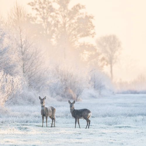 Deer in winter landscape