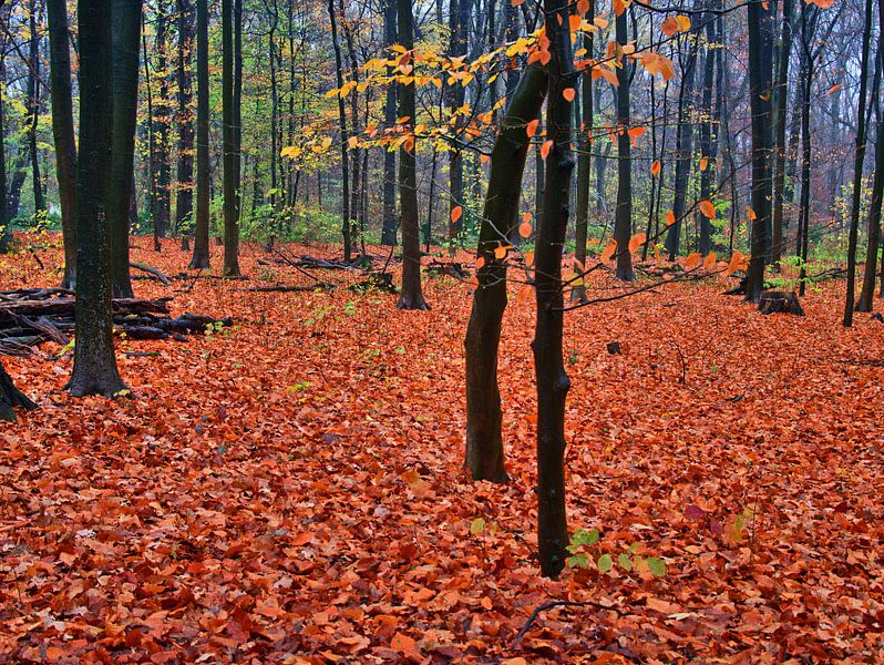 Regenwoud 3 van Edgar Schermaul