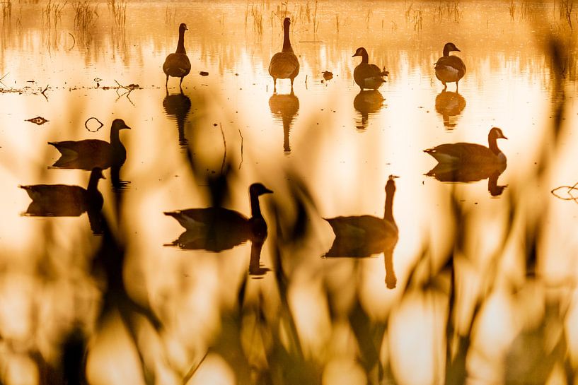 Gänse von Sam Mannaerts