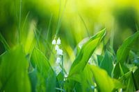 Lelietjes-van-dalen in het groen