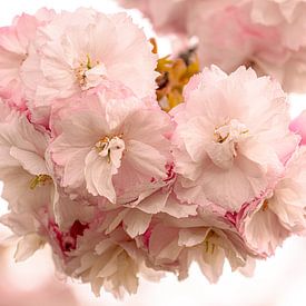 Les fleurs sont écloses, c'est le printemps ! sur Clazien Boot