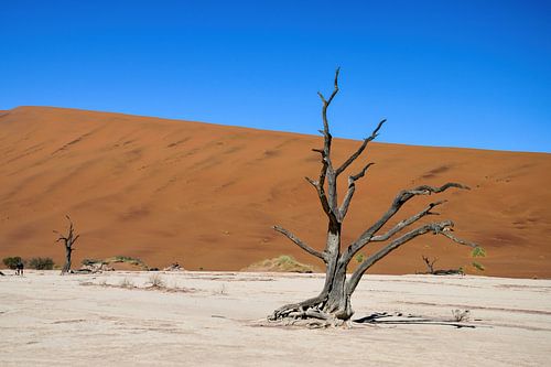 Sossusvlei (Deathvlei) Namibia (Namib-Naukluft Park