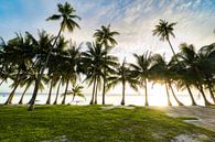 Palmen zum Sonnenuntergang auf der Insel Siquijor auf Philippinen von Daniel Pahmeier Miniaturansicht